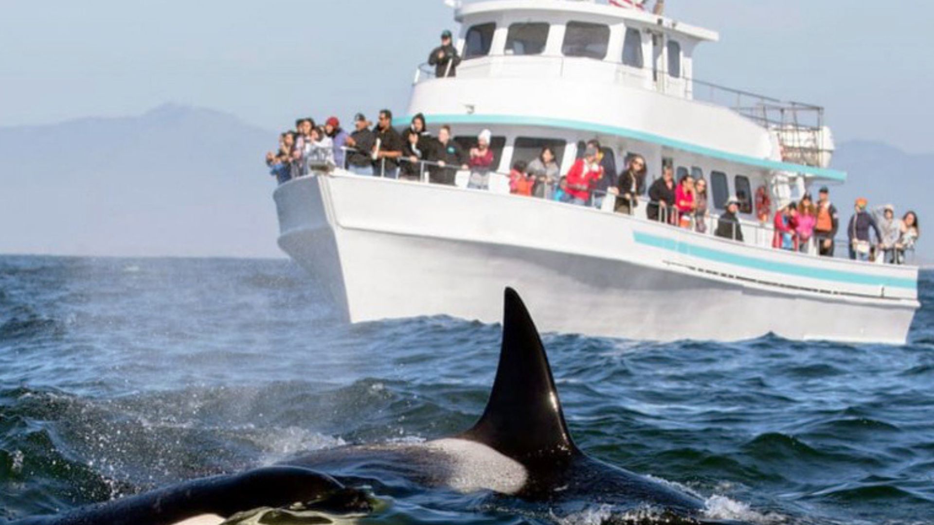 The Ultimate Luxury Guide: Best Time for Whale Watching in Sri Lanka